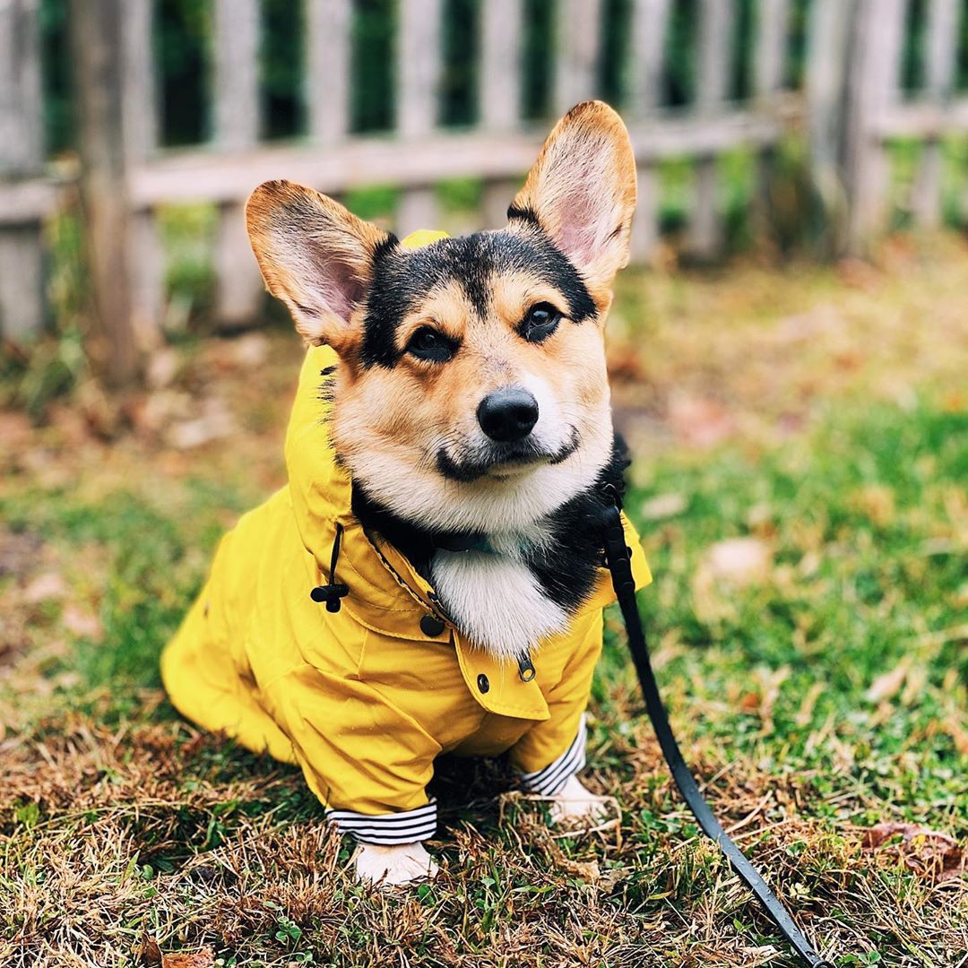 British Raincoat