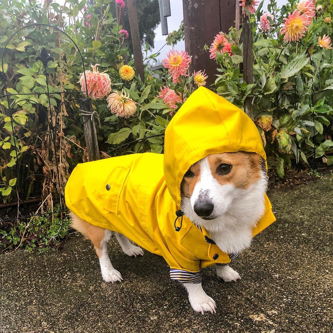 British Raincoat