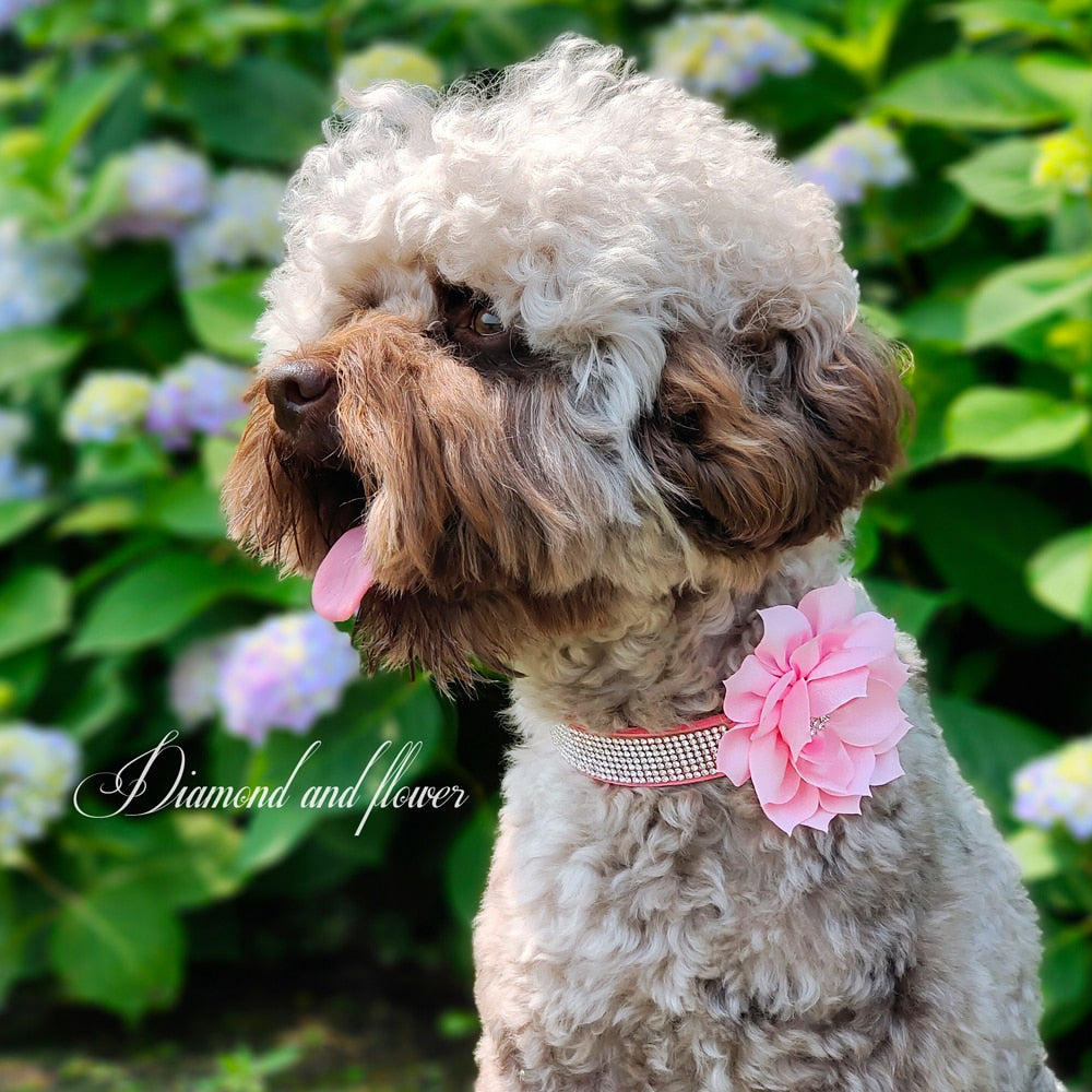 Bling Rhinestone  Collar