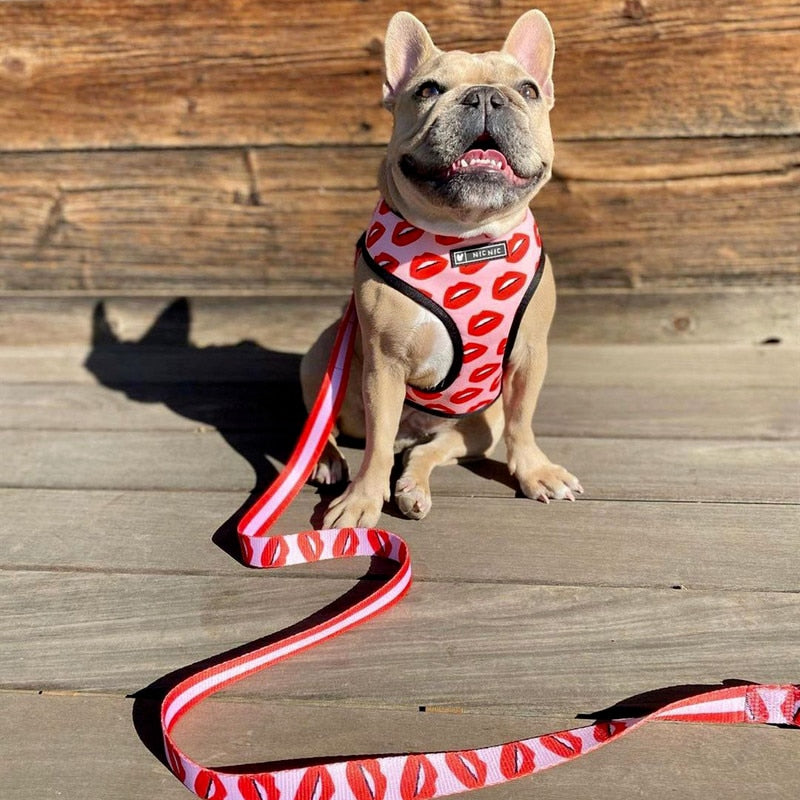 Pet Dog Harness Leash Set