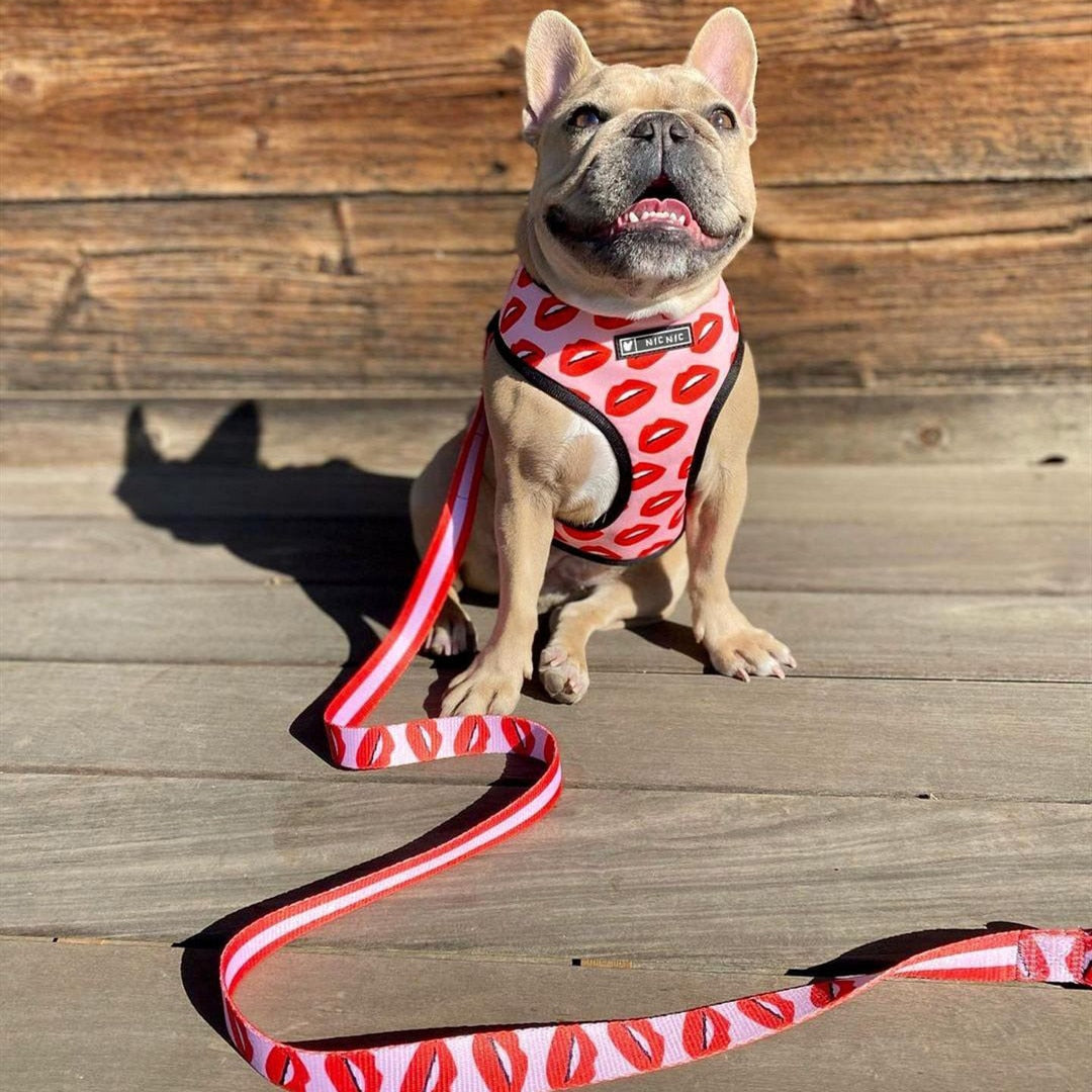 Pet Dog Harness Leash Set