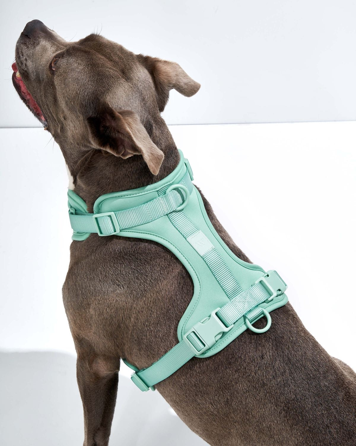 Double Layer Pet Chest Strap Set With PVC Traction Rope